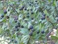 Myrtus Communis